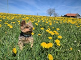 Brico freut sich über den Frühling